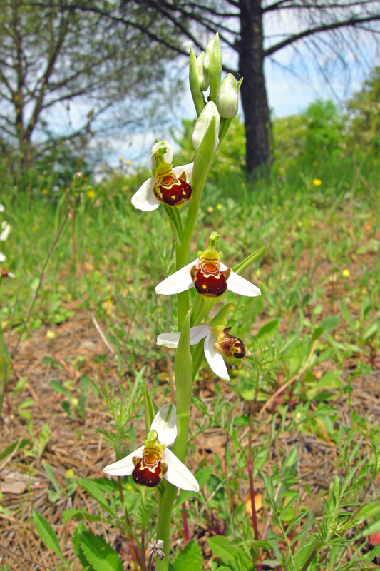 Orchidee del Chianti - Ophrys sphegodes e altre...